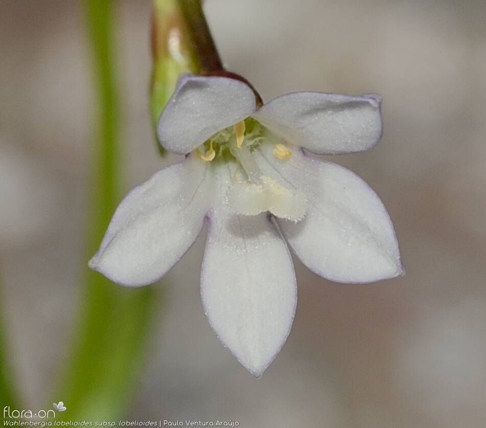 Wahlenbergia lobelioides lobelioides - Flor (close-up) | Paulo Ventura Araújo; CC BY-NC 4.0