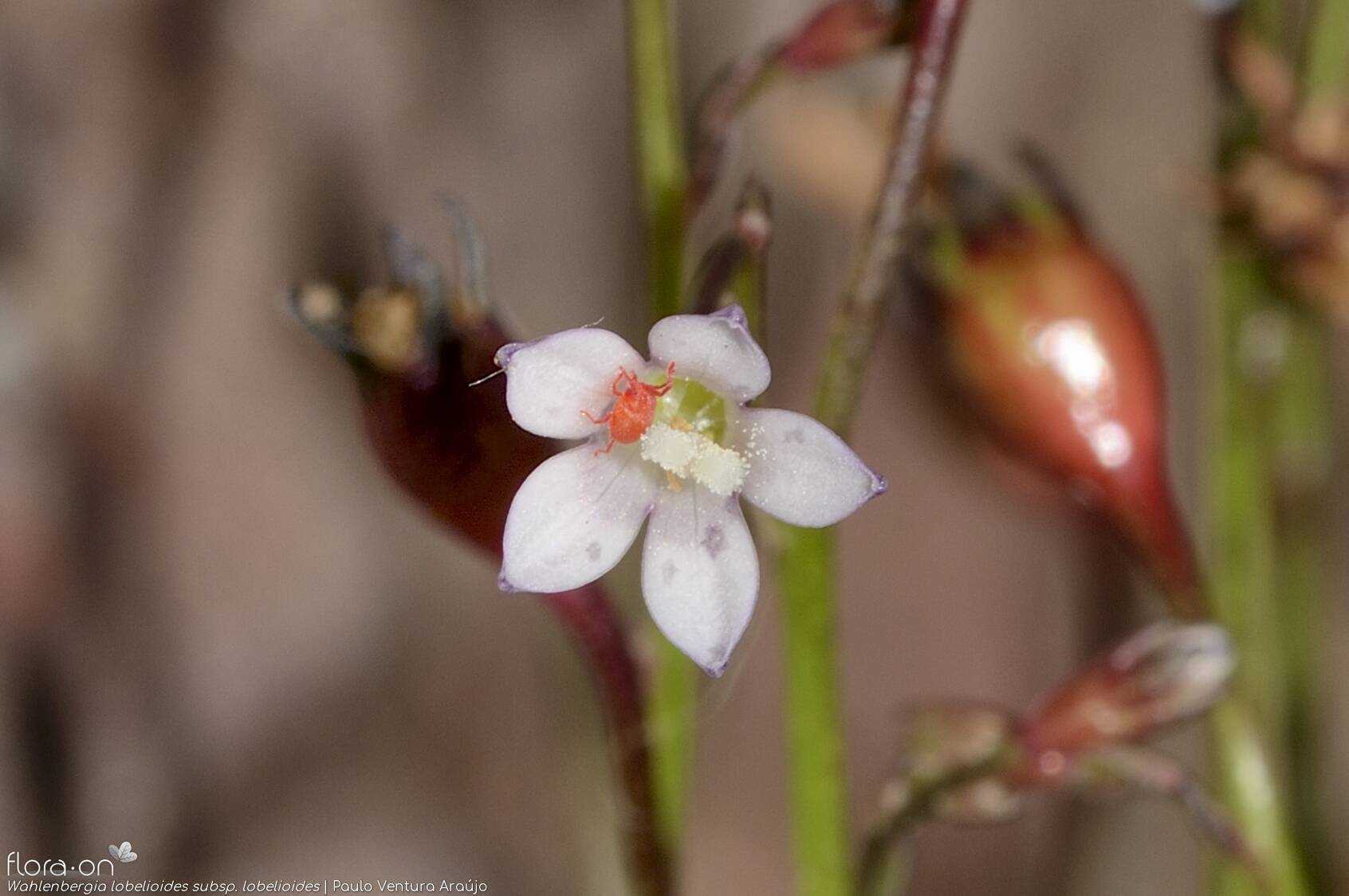 Wahlenbergia lobelioides lobelioides - Flor (close-up) | Paulo Ventura Araújo; CC BY-NC 4.0