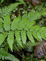 Woodsiaceae