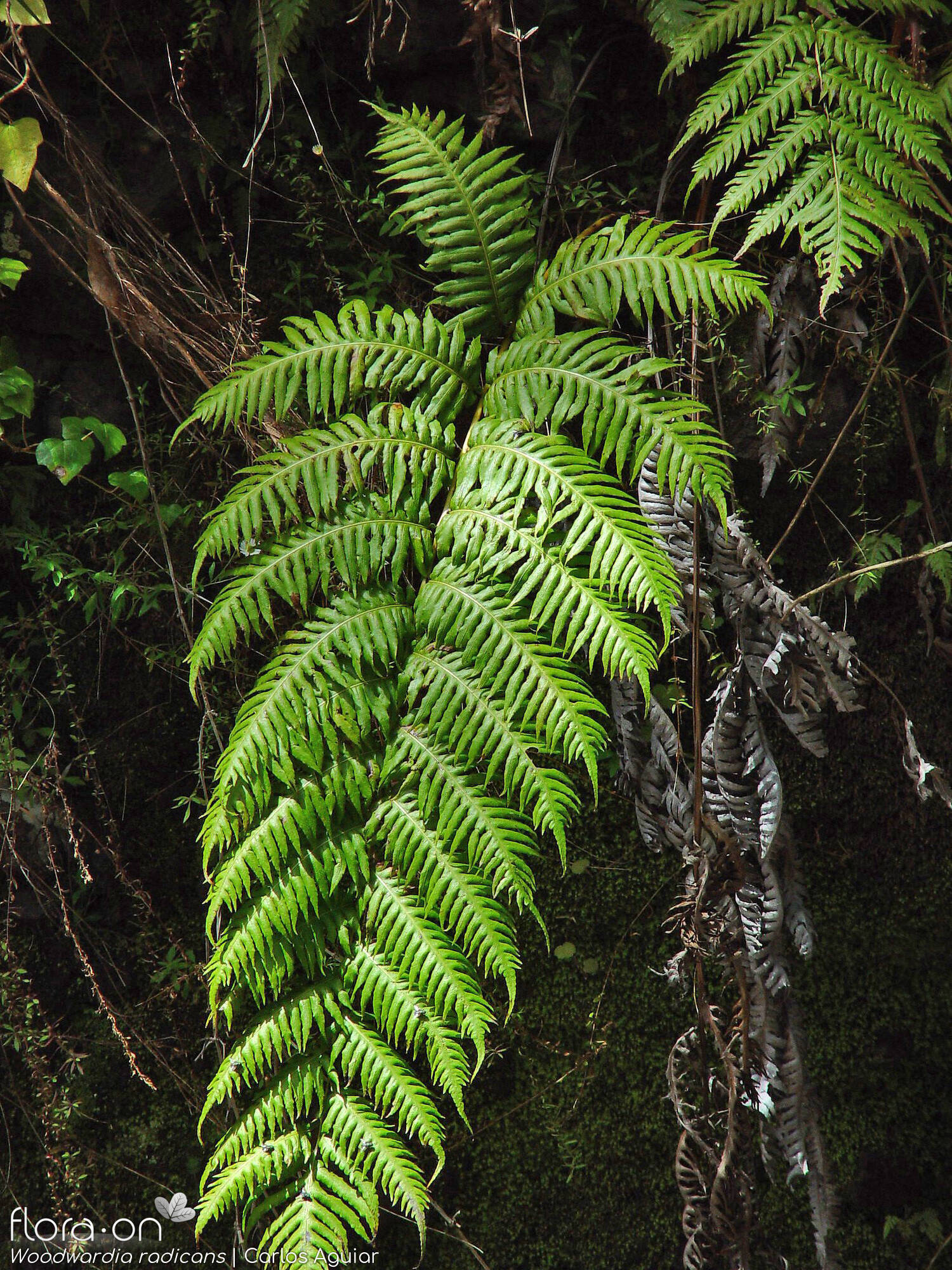 Woodwardia radicans - Hábito | Carlos Aguiar; CC BY-NC 4.0